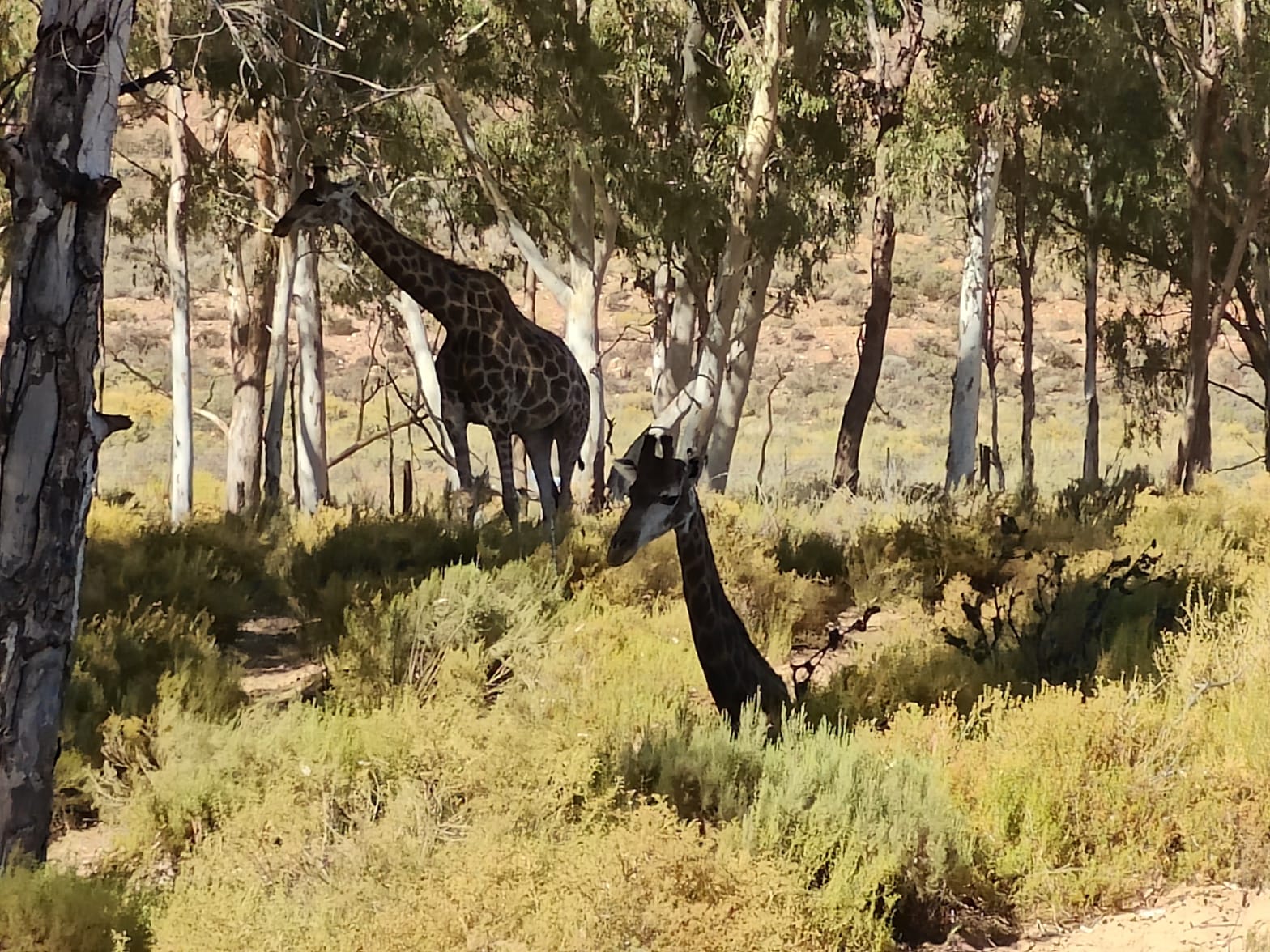 Aquila Game Reserve - Safari 39